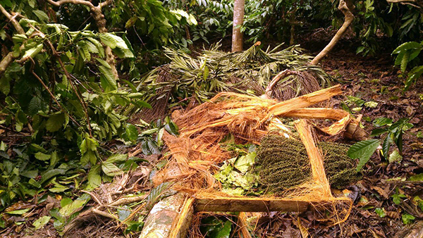 ಬಿಕ್ಕರಣೆ, ಬೀರ್ಗೂರು ಭಾಗದಲ್ಲಿ ಕಾಡಾನೆ ದಾಳಿ: ಬೆಳೆ ನಾಶ